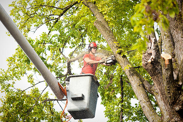  Flagstaff, AZ Tree Services Pros