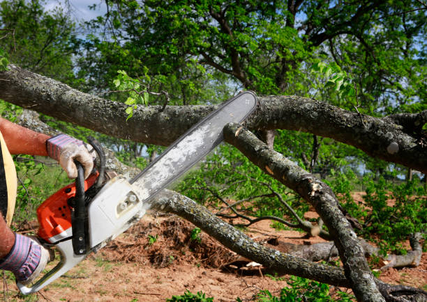 Best Emergency Tree Removal  in Flagstaff, AZ